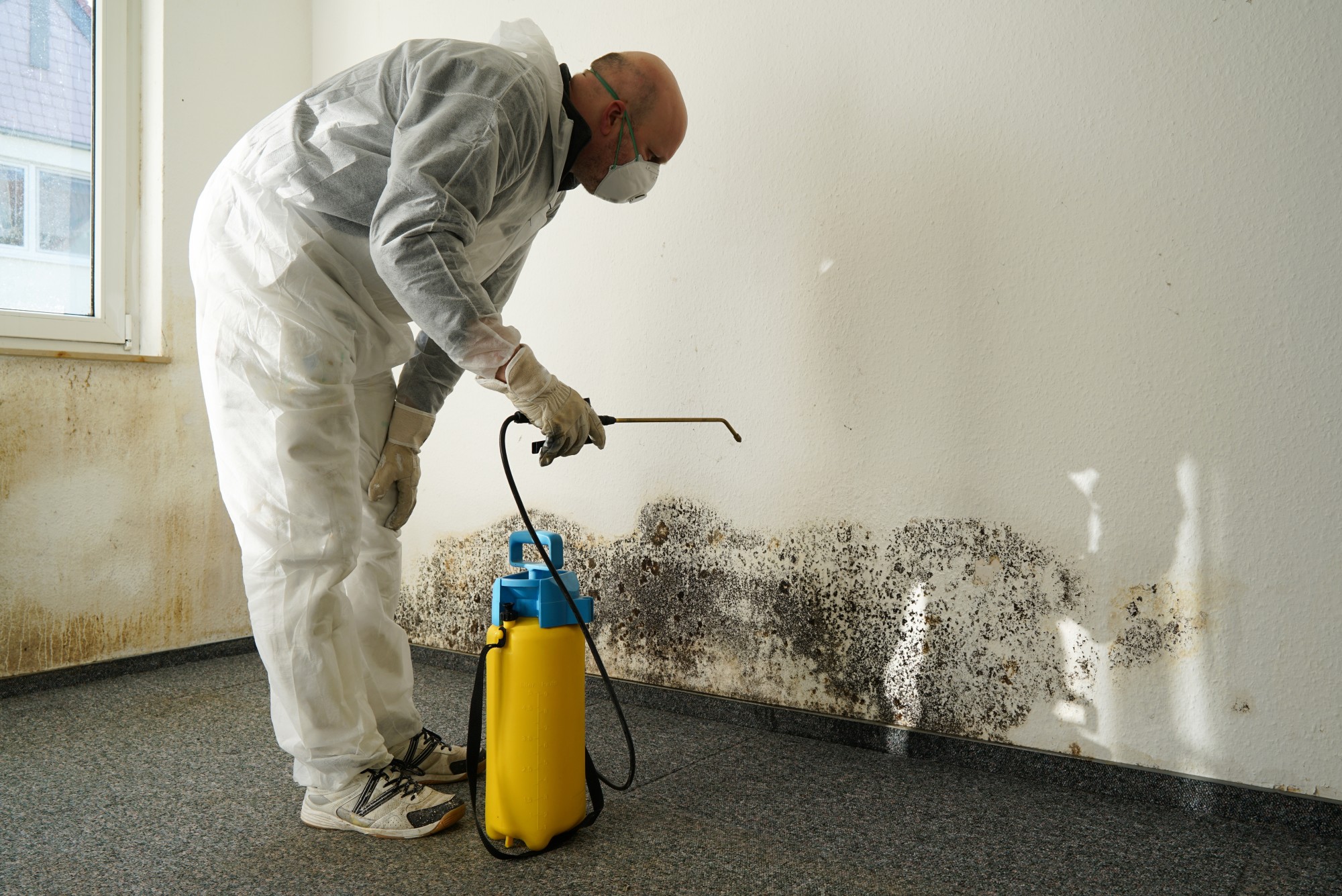 black mould remediation Sydney